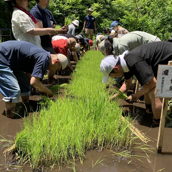 田植え　苗取り
